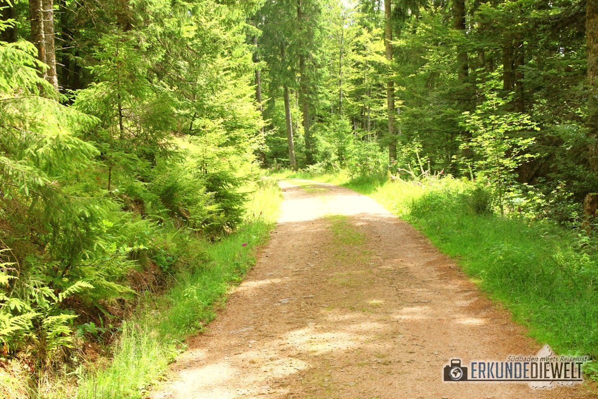 Wanderweg im Wald, Schwarzwald, Deutschland