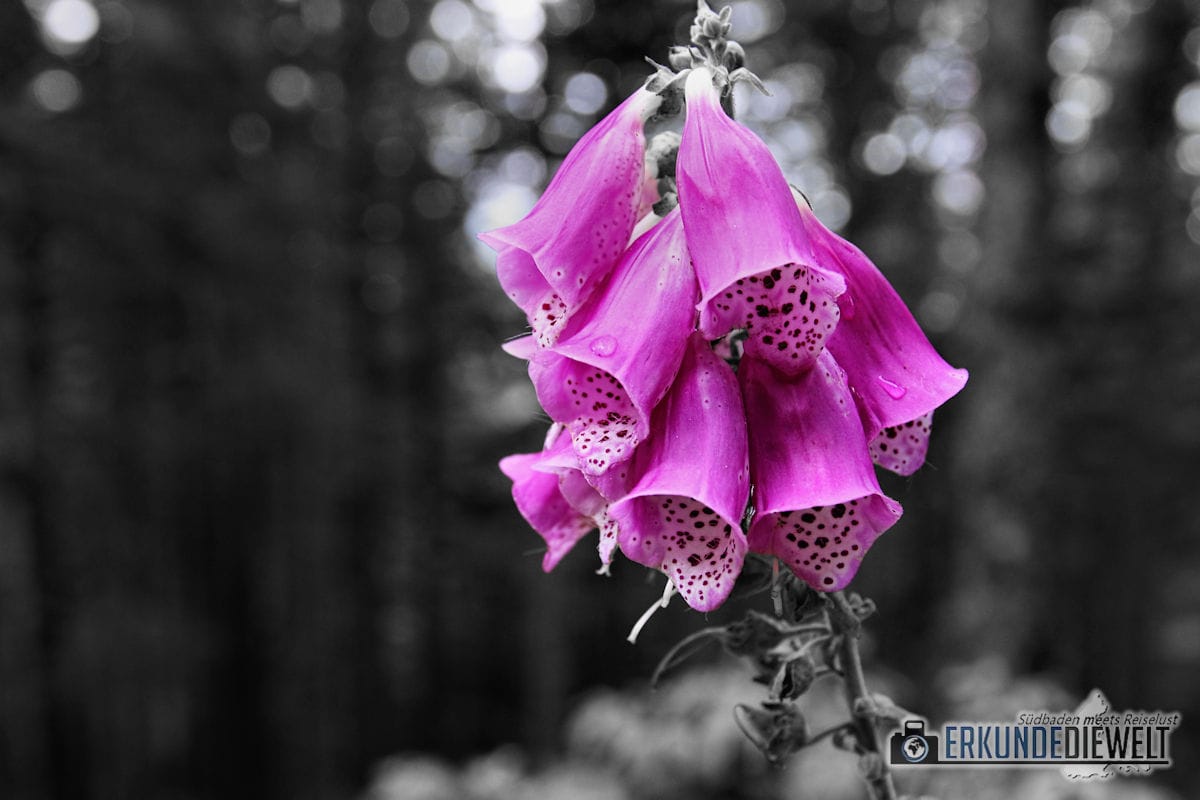 Roter Fingerhut, Schwarzwald, Deutschland
