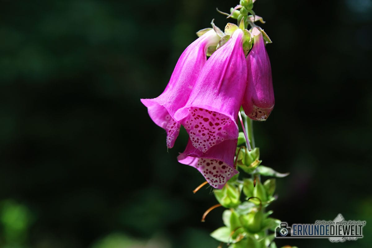 Roter Fingerhut, Schwarzwald, Deutschland