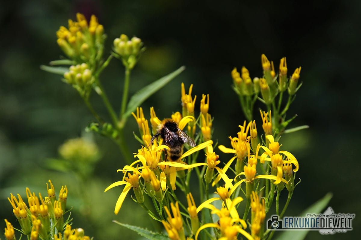 Hummel, Schwarzwald, Deutschland