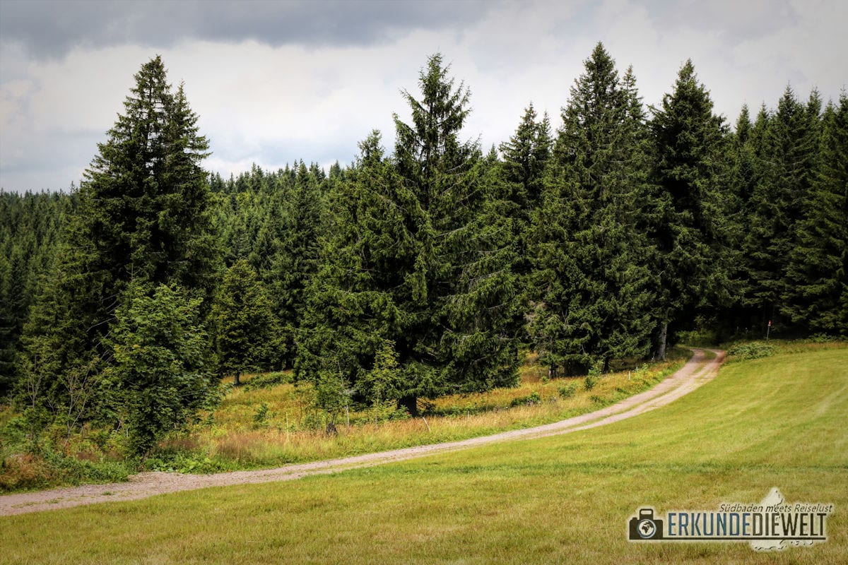 Wanderweg, Schwarzwald, Deutschland