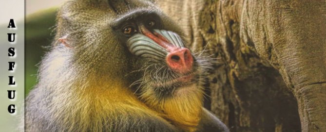 Tierpark Hagenbeck in Hamburg und weitere Sehenswürdigkeiten