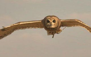 Reisebericht - Von Johannesburg nach Dullstroom ins Bird of Prey & Rehabilitation Centre