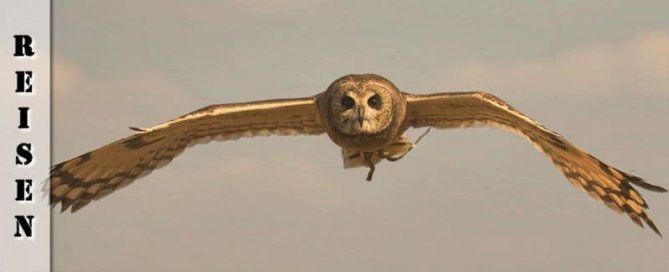 Reisebericht - Von Johannesburg nach Dullstroom ins Bird of Prey & Rehabilitation Centre