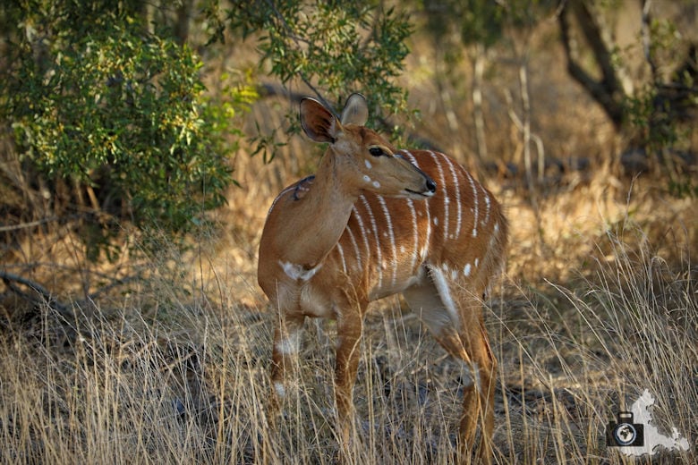 Safari im Krüger Nationalpark - Antilope