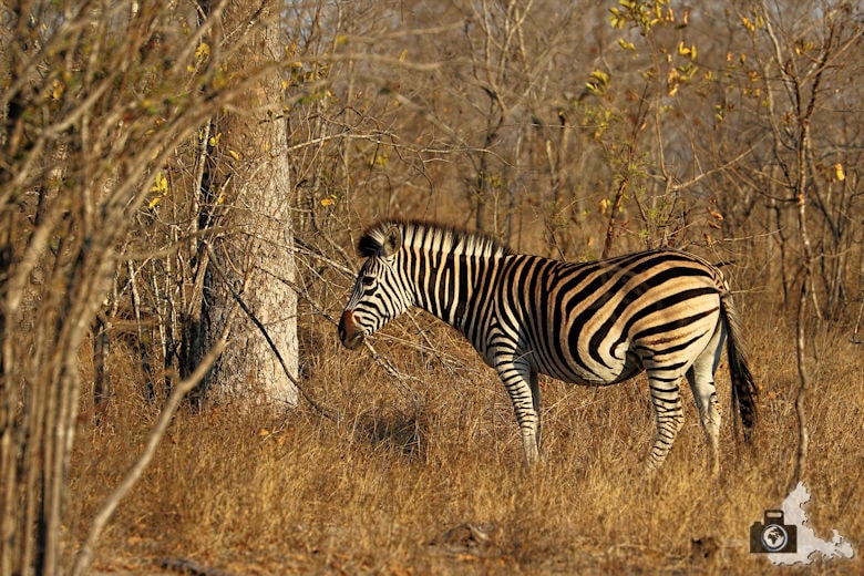Safari im Krüger Nationalpark - Zebra