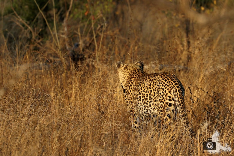 Safari im Krüger Nationalpark - Leopard