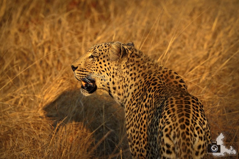 Safari im Krüger Nationalpark - Leopard