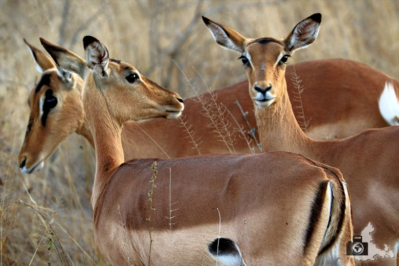 Safari im Krüger Nationalpark - Impalas
