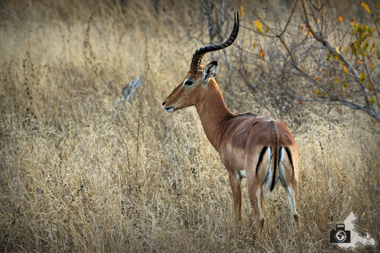Safari im Krüger Nationalpark - Impala