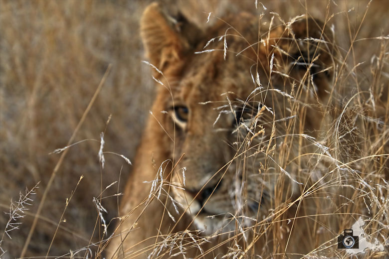 Safari im Krüger Nationalpark - Löwe