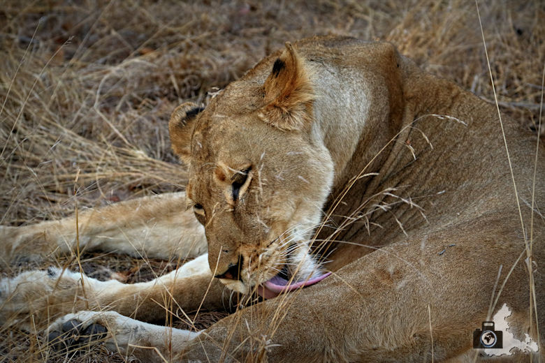 Safari im Krüger Nationalpark - Löwin