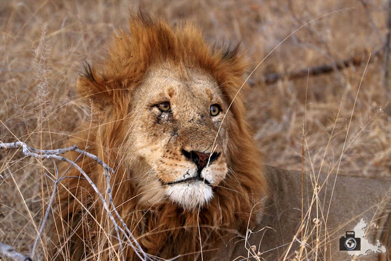 Safari im Krüger Nationalpark - Löwe