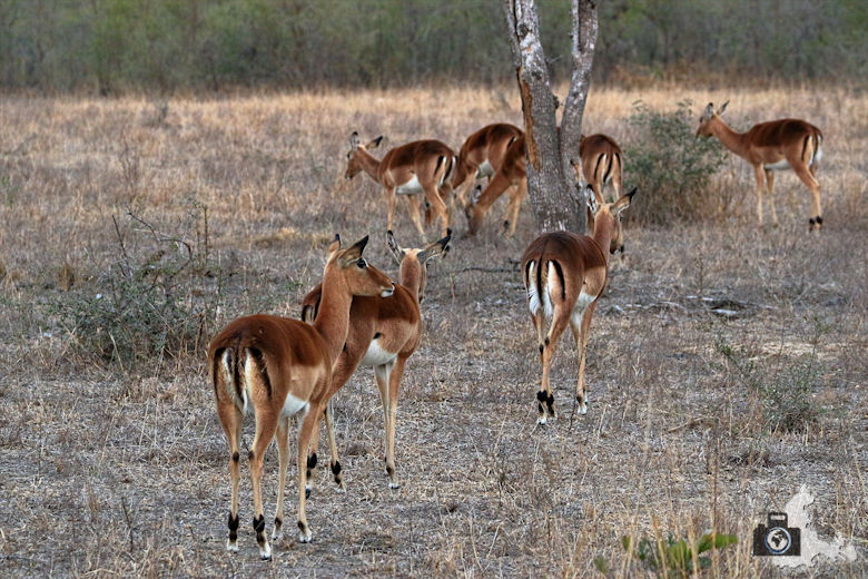 Safari Südafrika - Impalas