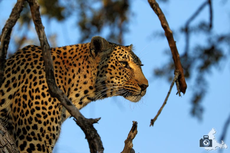Safari Südafrika - Leopard auf Baum
