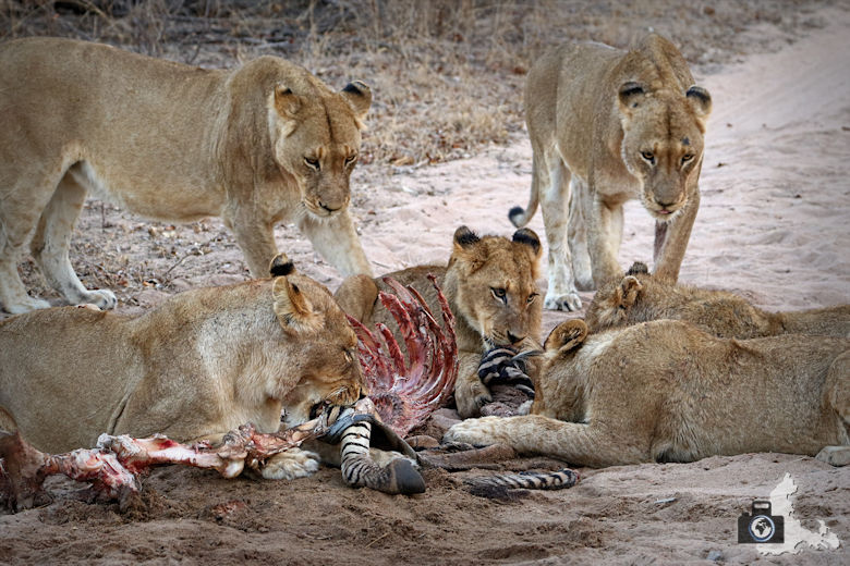 Auf Safari - Löwen fressen ein erlegtes Zebra
