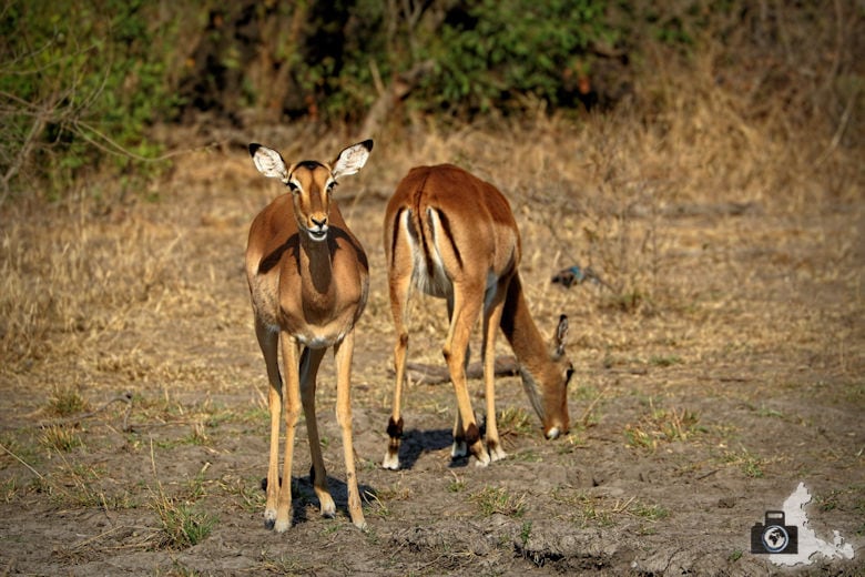 Auf Safari - Impalas
