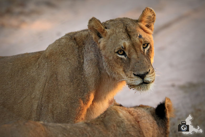 Auf Safari - Löwen