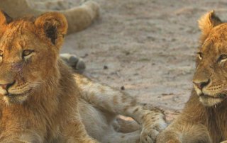 Reisebericht Südafrika Safari - Löwen, Flusspferd, Elefanten