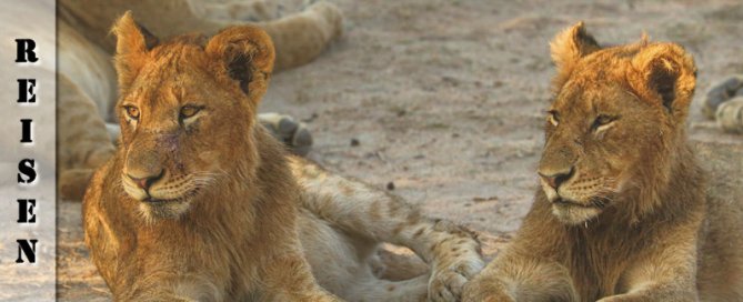 Reisebericht Südafrika Safari - Löwen, Flusspferd, Elefanten