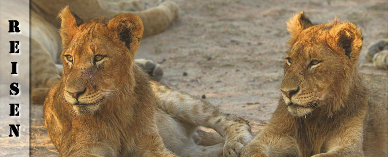 Reisebericht Südafrika Safari - Löwen, Flusspferd, Elefanten