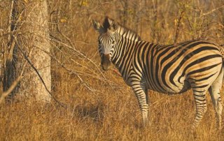 Erste Safari in der Elephant Plains Lodge im Sabi Sands Game Reserve