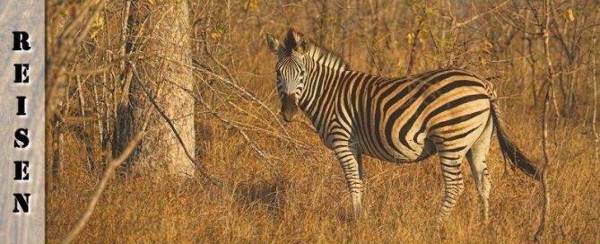 Erste Safari in der Elephant Plains Lodge im Sabi Sands Game Reserve