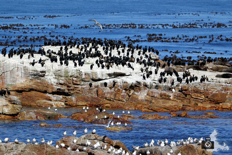 Südafrika - Vögel am Cape Point
