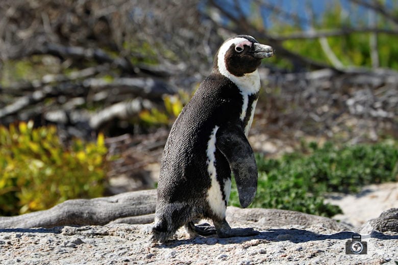 Südafrika - Pinguine am Boulders Beach