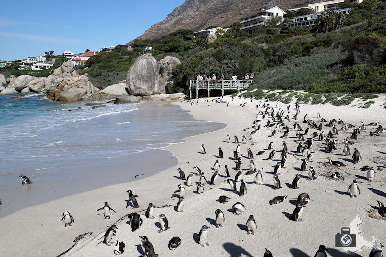 Südafrika - Pinguine am Boulders Beach