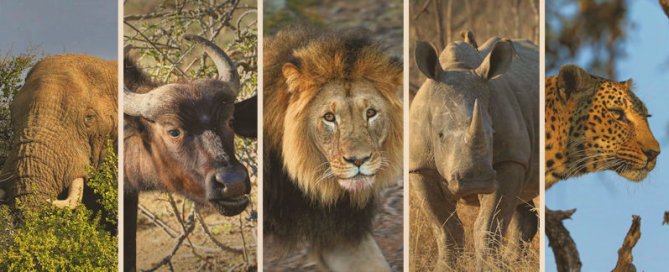 Afrikas Big Five - Büffel, Elefant, Löwe, Leopard und Nashorn