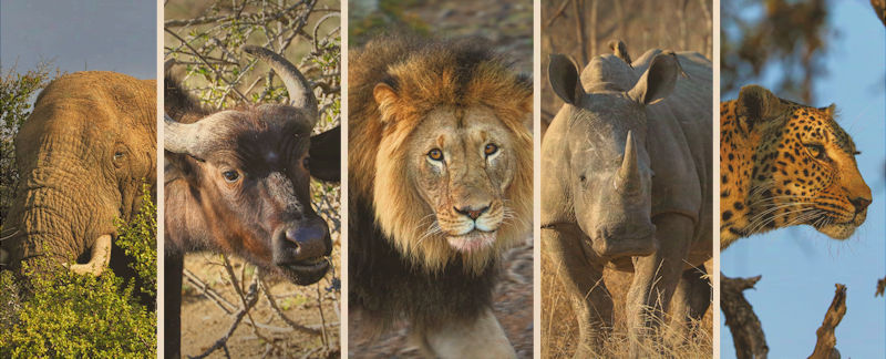 Afrikas Big Five - Büffel, Elefant, Löwe, Leopard und Nashorn