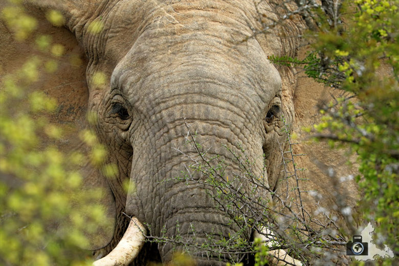 Afrikas Big Five - Elefant