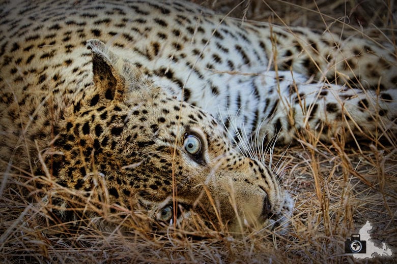 Afrikas Big Five - Leopard