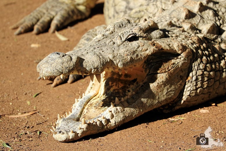 Cango Wildlife Ranch - Krokodil