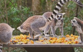 Monkeyland, Birds of Eden, Tsitsikamma Village Inn - Reisebericht Südafrika