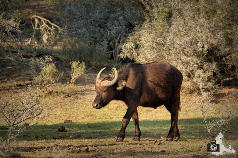 Junger Kaffernbüffel im Addo Elephant Nationalpark in Südafrika