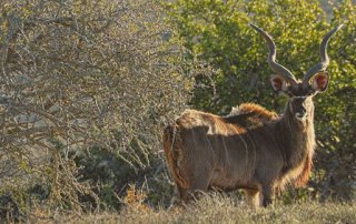 Reisebericht - Anfahrt zur Kuzuko Lodge im Addo Elephant Nationalpark