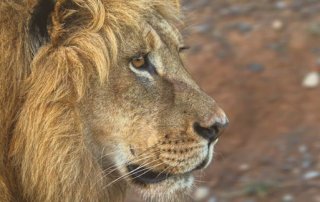 Reisebericht Kuzuko Lodge Südafrika - Löwen und Elefanten im Addo Elephant Nationalpark