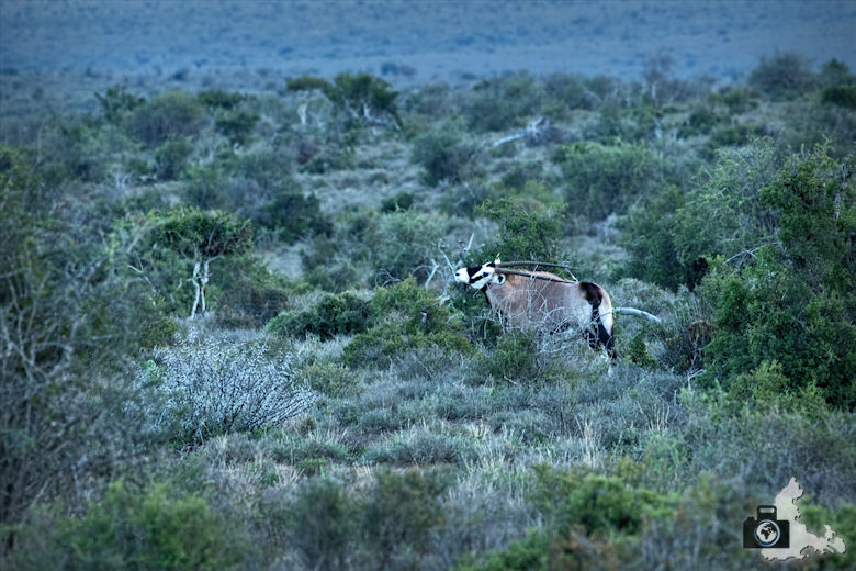 Oryxantilope im Addo Elephant National Park