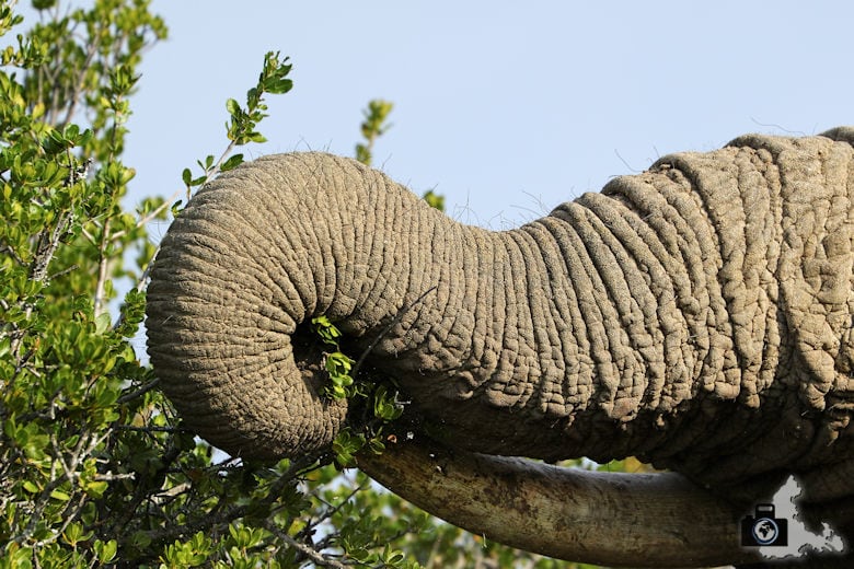 Rüssel eines Elefanten im Addo Elephant National Park