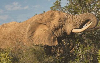 Safari im Addo Elephant National Park in Südafrika