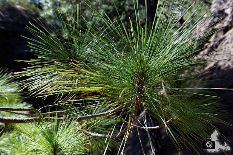 La Palma, Nationalpark Caldera de Taburiente, Rundwanderung La Cumbrecita