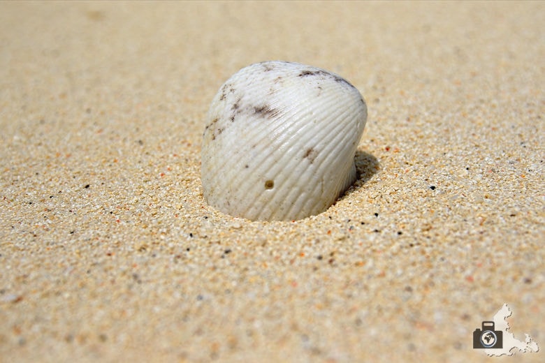 Tipps zum Fotografieren an Strand & Küste - Muscheln fotografieren