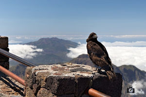Fotojuwel - Rabe mit Aussicht