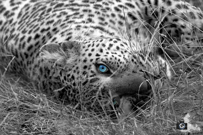 tierfotografie-safari-fotografieren-tipps-leopard