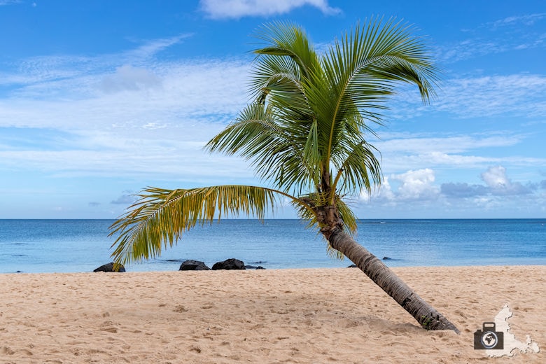 Palmen am Strand von Mauritius