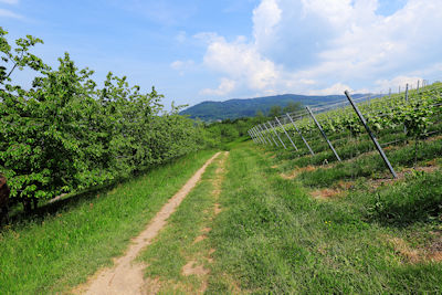 Alde Gott Panoramarunde, Sasbachwalden
