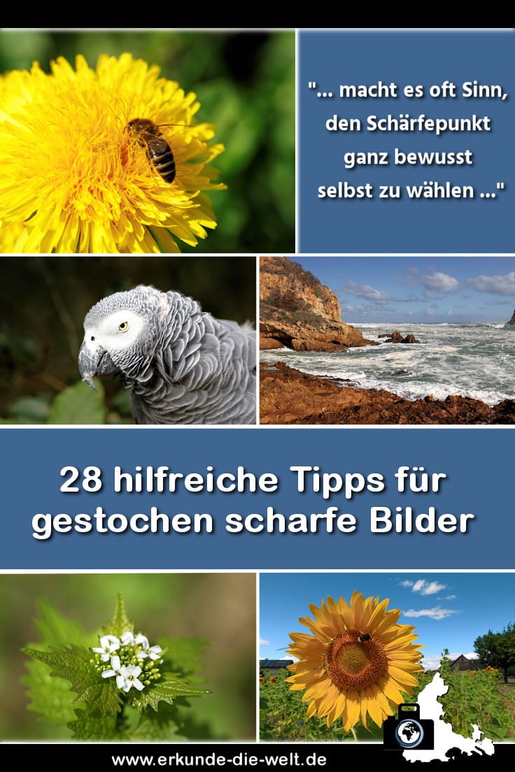 Fotografie Tipps: Scharfe Bilder und perfekte Schaerfentiefe