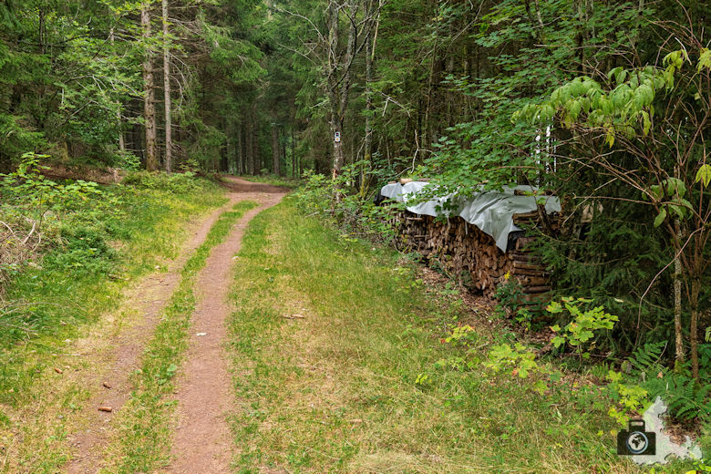 Waldweg, Schwarzwälder Genießerpfad Heilklima-Steig Schönwald